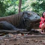 komodo ok 1