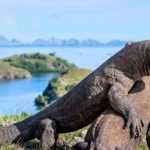 Pulau komodo