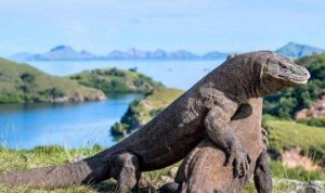 Pulau komodo Pulau komodo