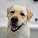 lab