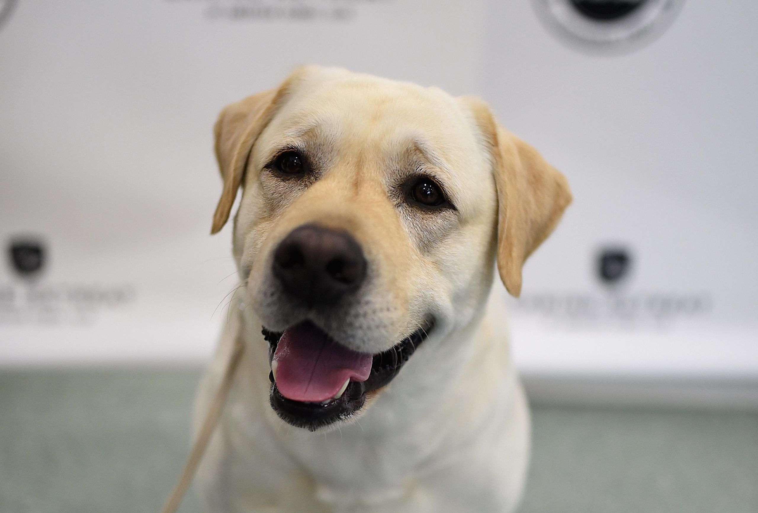 lab scaled