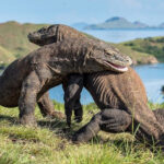 komodo