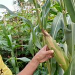 saleh tanam jagung