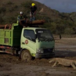komodo ok