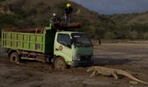 komodo_ok komodo ok