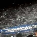 ikan terdampar