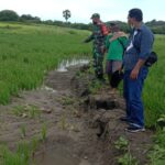 sawah kena banjir sawah kena banjir