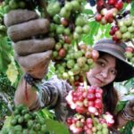 metik kopi