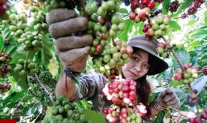 metik kopi