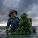 petani-rumput-laut-Indonesia petani rumput laut Indonesia