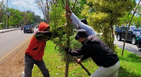 pohon rusak