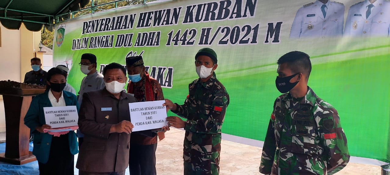 serahkan hewan kurban malaka