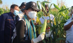 panen jagung panen jagung