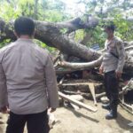 pohon tumbang