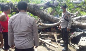 pohon tumbang