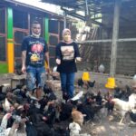 ayam kampung sikka ayam kampung sikka
