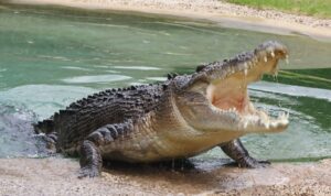 buaya-raksasa buaya raksasa