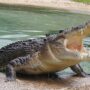 buaya raksasa