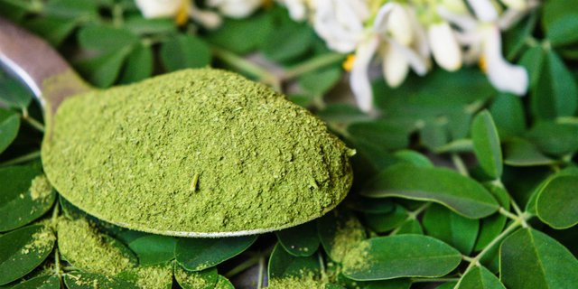 manfaat daun kelor kecantikan kesehatan 190904p