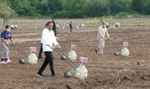 presiden tanam jagung presiden tanam jagung