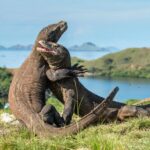 pulau komodo ditutup ini alasannya 190121x 3x2