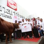 sapi kurban