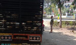 ayam dipulangkan ayam dipulangkan