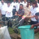 bupati mabar, panen ikan bupati mabar panen ikan