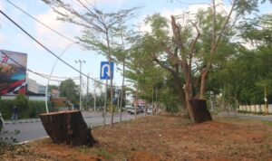 pohon ditebang pemkot pohon ditebang pemkot