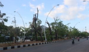 tebang pohon -2 tebang pohon 2