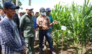 gubernur di SBD gubernur di SBD