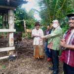 serahkan sapi