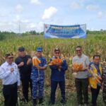 panen jagung