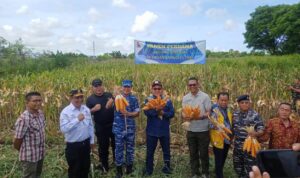 panen jagung panen jagung