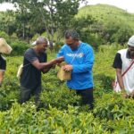Bupati don panen cabe