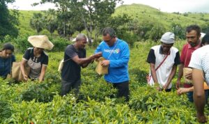 Bupati don panen cabe Bupati don panen cabe