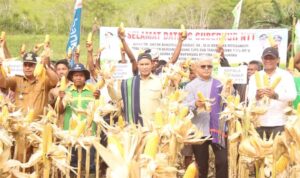panen jagung panen jagung
