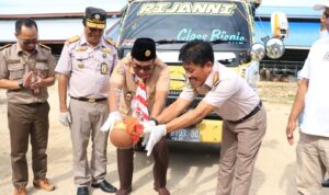 pelepasan sapi pelepasan sapi