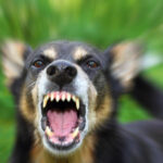 Rabies