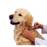 vaksin anjing