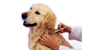 vaksin-anjing vaksin anjing