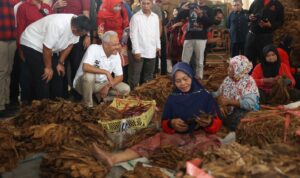 ganjar dan petani tembakau ganjar dan petani tembakau