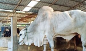 Sapi-1 Sapi 1