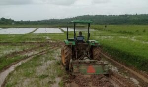 sawah sawah