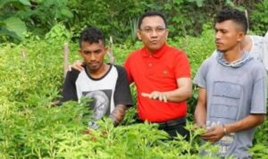 ansy 2