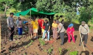 4062 Kapolres Manggarai Timur Tanam Sorgum dan Kelor Serta Bagikan Sembako kepada Petani 1