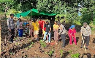 4062 Kapolres Manggarai Timur Tanam Sorgum dan Kelor Serta Bagikan Sembako kepada Petani 1